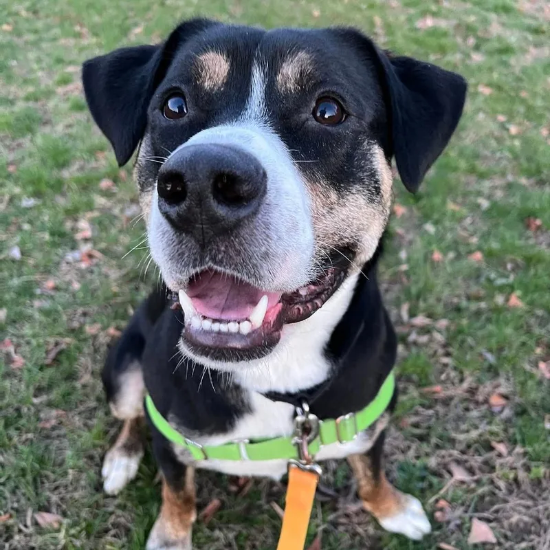 Swiss Miss thumbnail 2