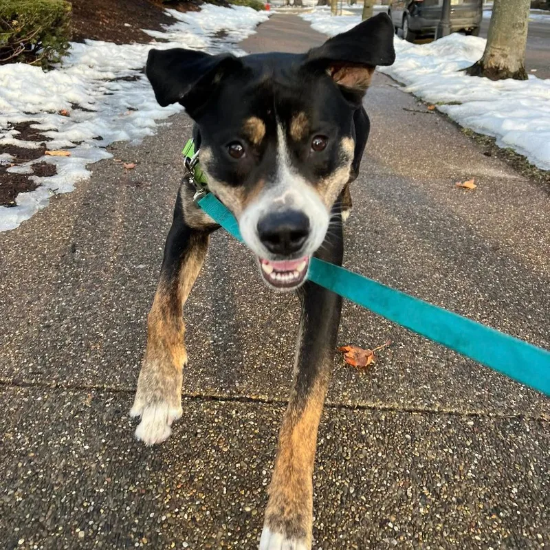 Swiss Miss thumbnail 5