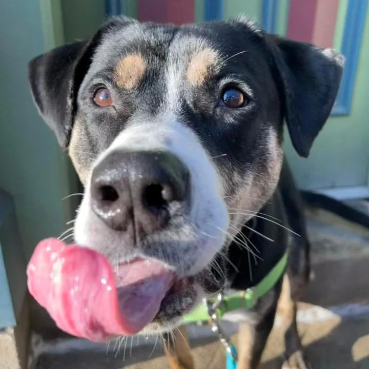 Swiss Miss thumbnail 6