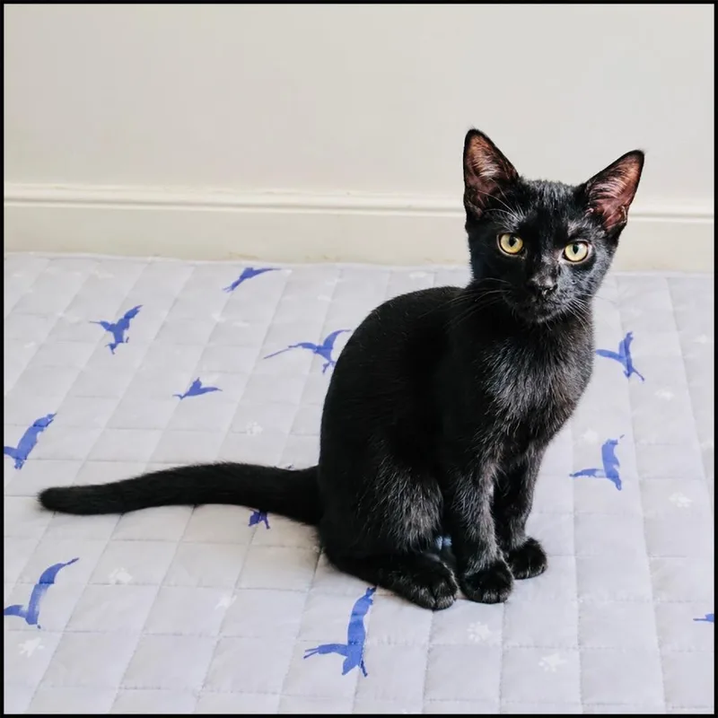 A baby medium-sized male Black Domestic Short Hair cat named Rocco for adoption in Roswell, GA
