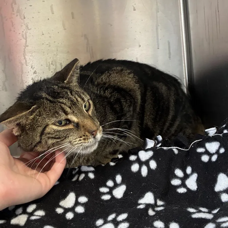 An adult medium-sized male Brown / Chocolate Domestic Short Hair cat named Crunch for adoption in Hamburg, NY
