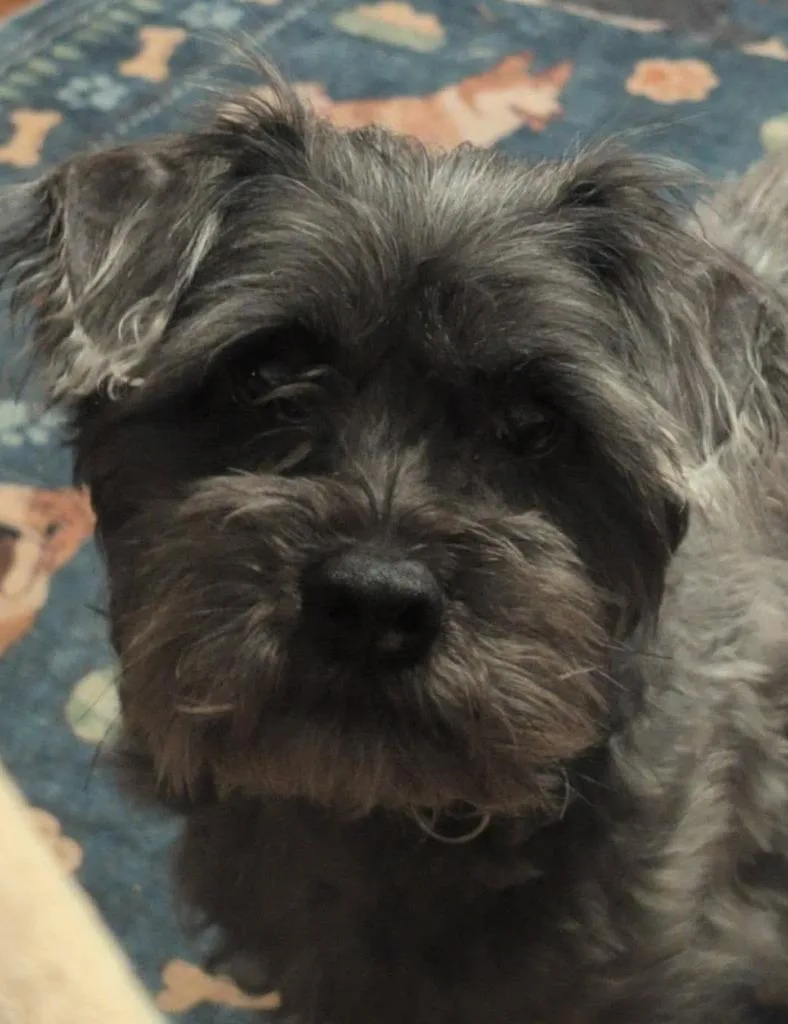 Toto $ thumbnail 2