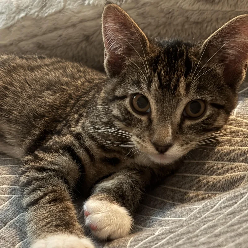 A baby medium-sized female Tabby (Brown / Chocolate) Tabby cat named Anchovy for adoption in Columbia, SC
