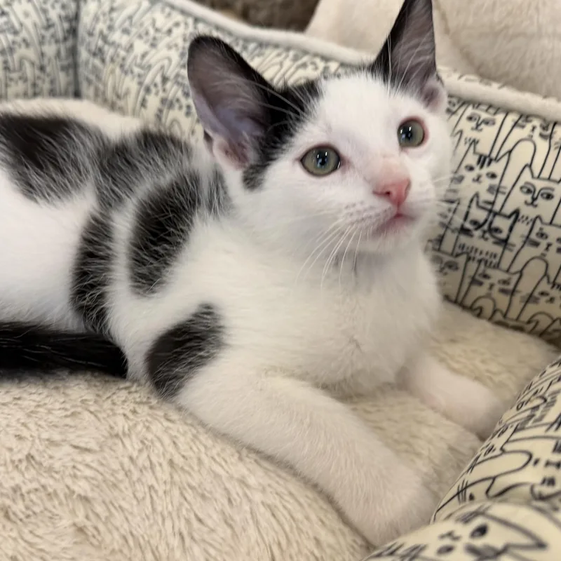 A baby small-sized male Domestic Short Hair cat named Cardinal for adoption in Fountain Hills, AZ