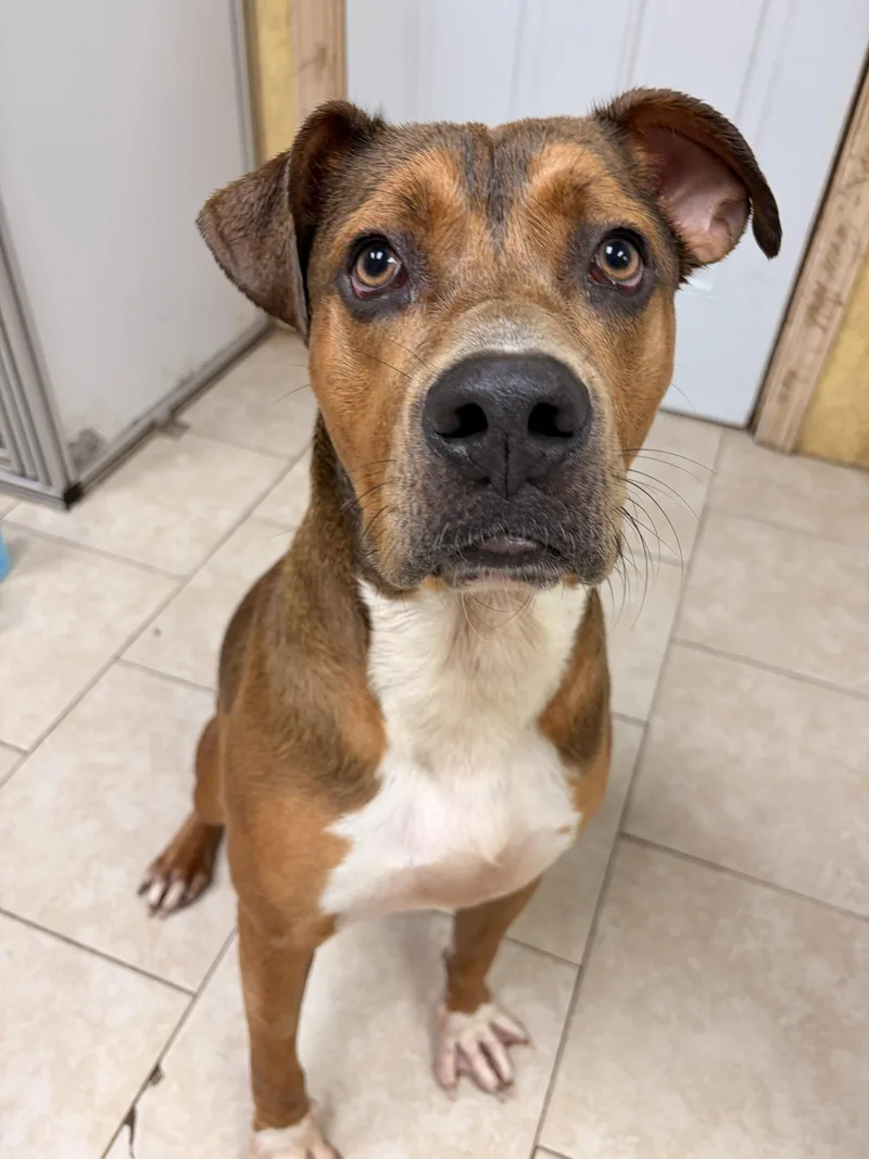 A young large-sized male Black Mouth Cur dog named Porkchop for adoption in Saint Augustine, FL