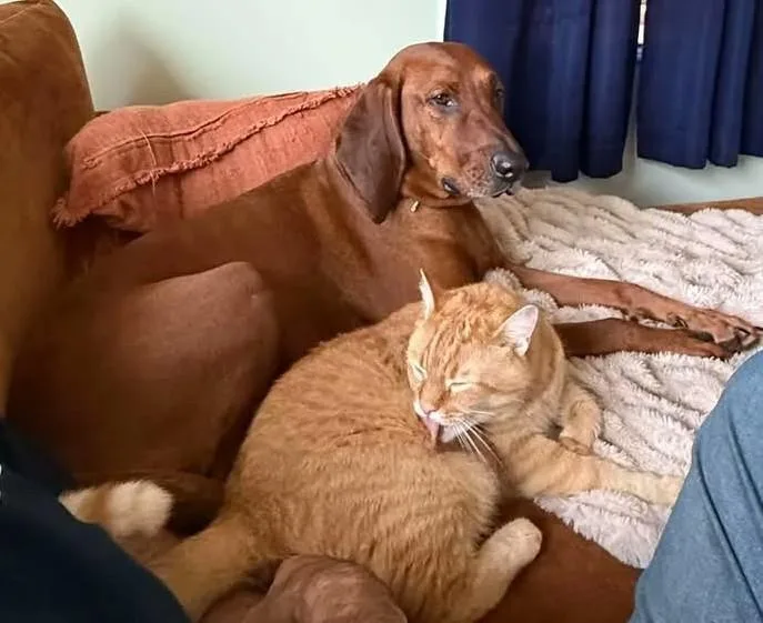 An adult large-sized male Redbone Coonhound dog named Touche for adoption in Leawood, KS