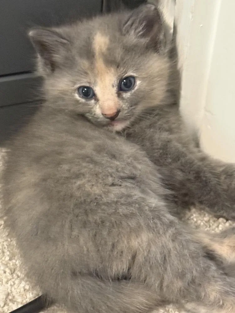 A baby small-sized female Buff / Tan / Fawn Domestic Short Hair cat named Honey Clover for adoption in Dallas, TX