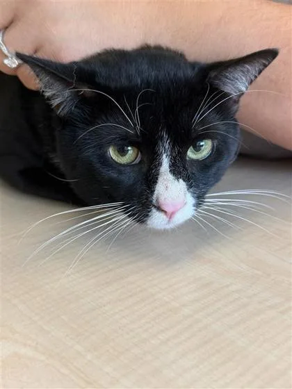 An adult small-sized male Domestic Short Hair cat named Stanley Yelnats for adoption in Largo, FL