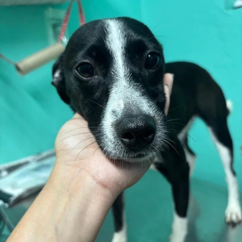 A young small-sized female Black Mixed Breed dog named Cherie for adoption in Guaynabo, PR
