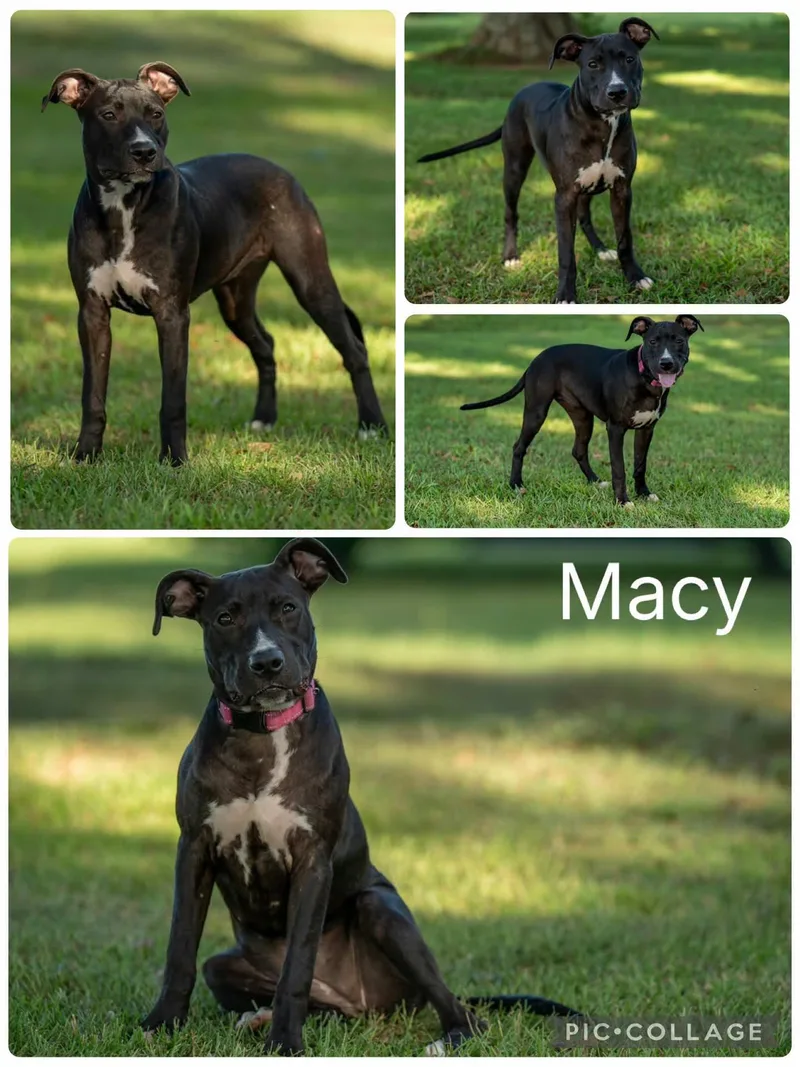 A young medium-sized female Black Labrador Retriever dog named Macy for adoption in Enterprise, AL