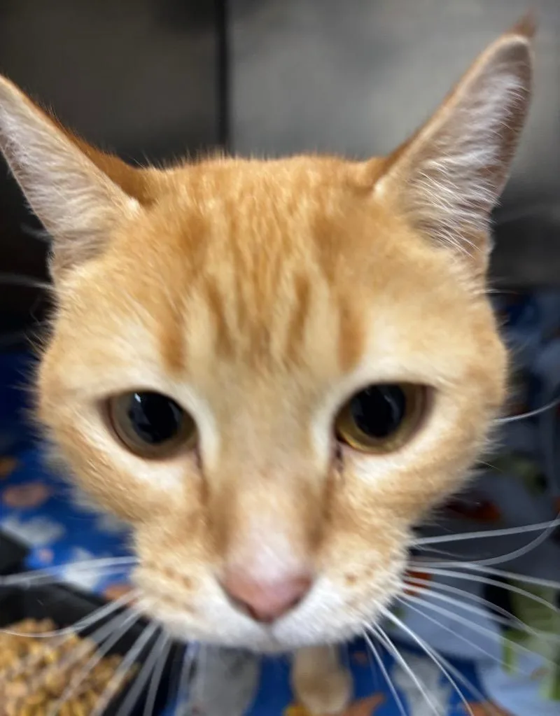 Moulin Rouge thumbnail 2