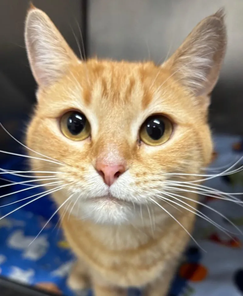 Moulin Rouge thumbnail 3