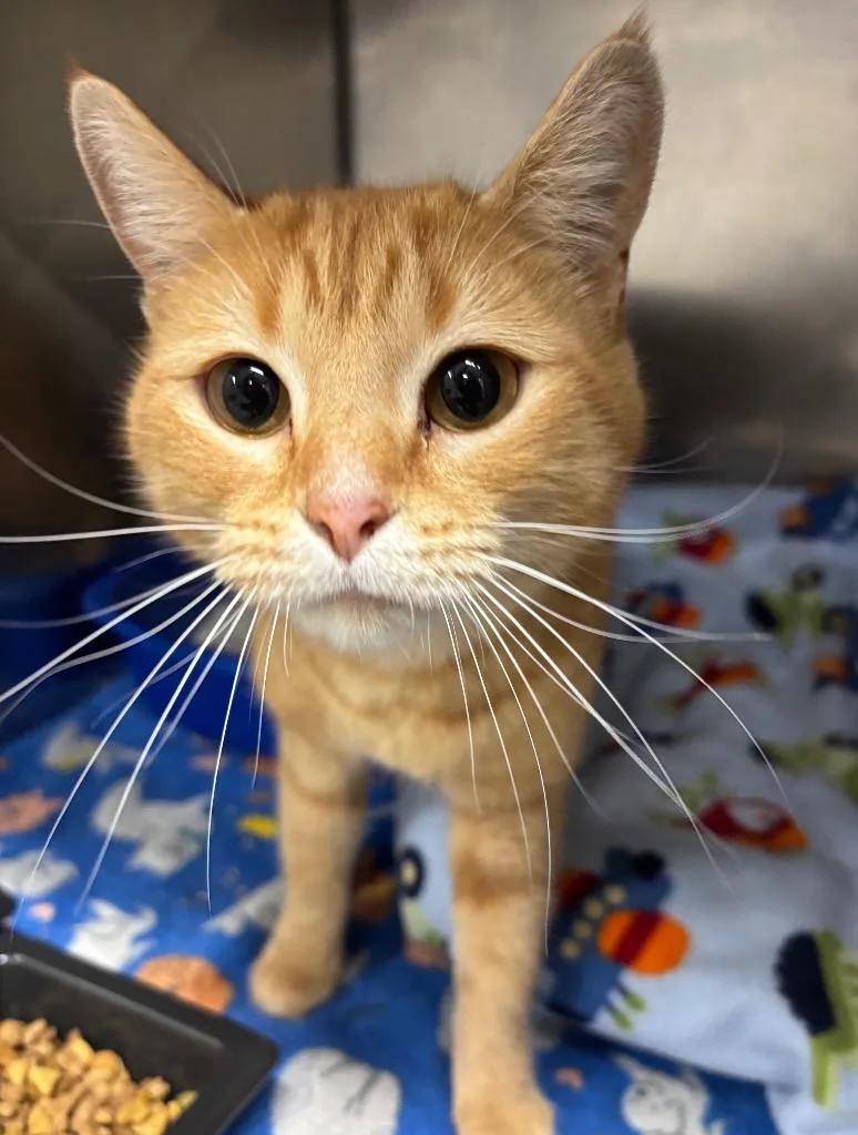 Moulin Rouge thumbnail 4