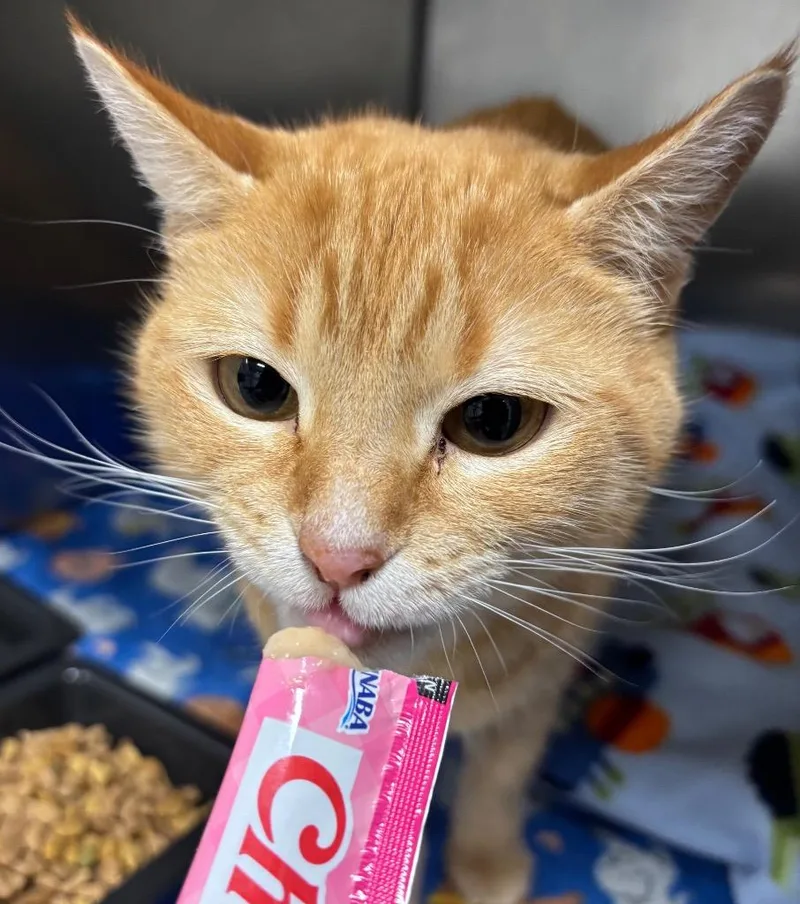 Moulin Rouge thumbnail 5