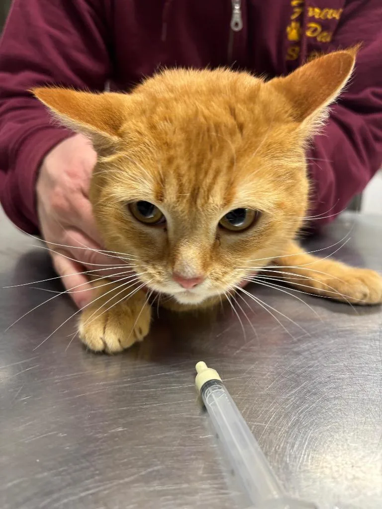 Moulin Rouge thumbnail 6