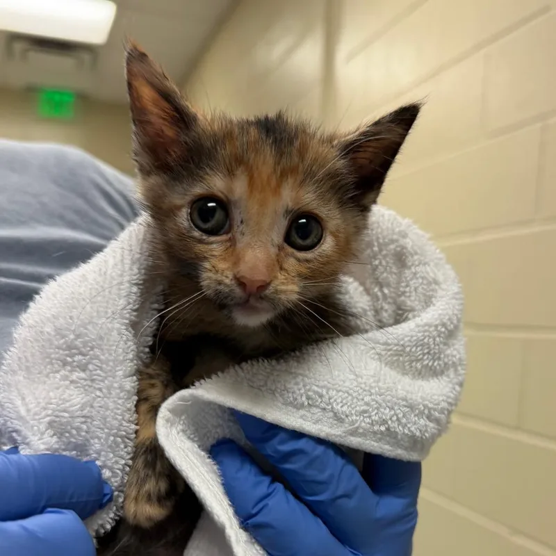A baby small-sized female Tortoiseshell Domestic Short Hair cat named Sourdough for adoption in Columbus, GA