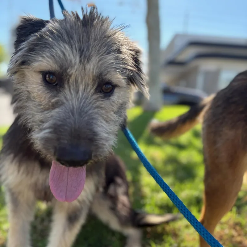 A young medium-sized female Border Terrier dog named Lily for adoption in Newport Beach, CA