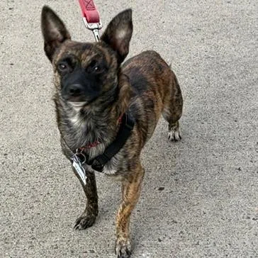 An adult small-sized male Brindle Feist dog named Schottky for adoption in Wake Forest, NC