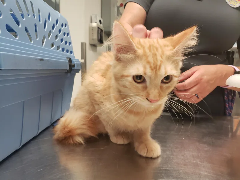 A baby medium-sized female Tabby (Orange / Red) Domestic Medium Hair cat named Veronica for adoption in Allen, TX