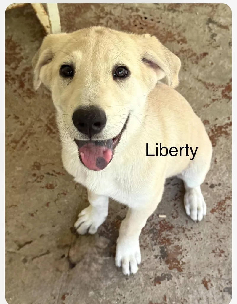 Liberty Cs