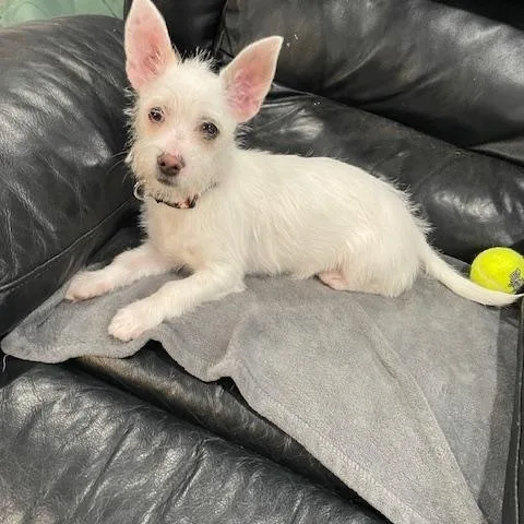 A baby small-sized female White / Cream Terrier dog named Cookie for adoption in Plainfield, IL