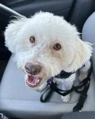 An adult small-sized female Poodle dog named Maggie for adoption in Corona, CA