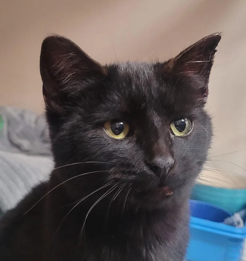 A young medium-sized male Black Domestic Short Hair cat named Nathan for adoption in Tomah, WI