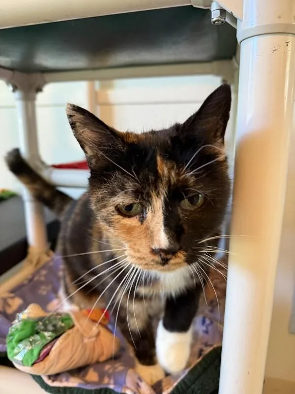 A senior medium-sized female Tortoiseshell Calico cat named Marguerite de Ville for adoption in Arlington, WA