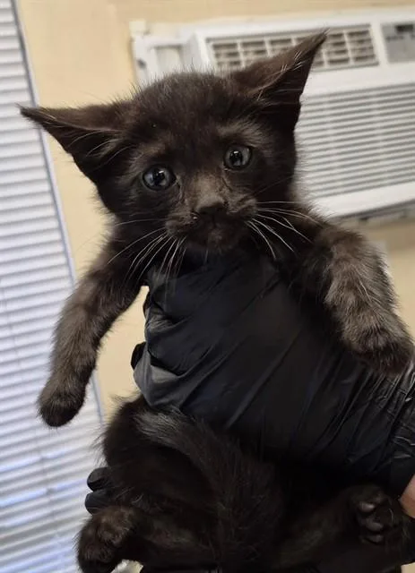 A baby small-sized male Domestic Short Hair cat named Void for adoption in Lodi, CA