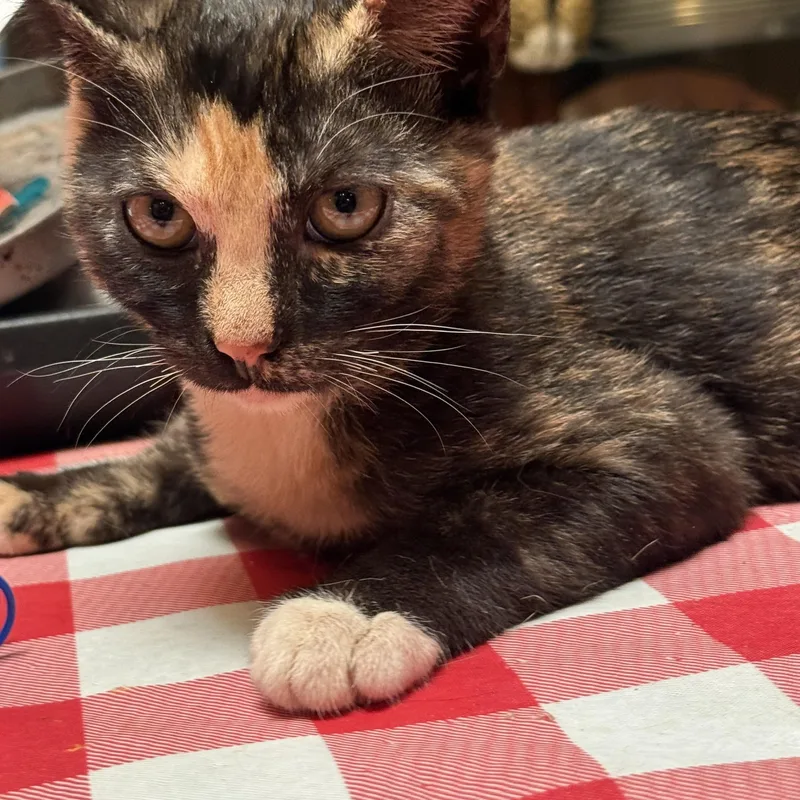 A young small-sized female Tortoiseshell cat named Roxie for adoption