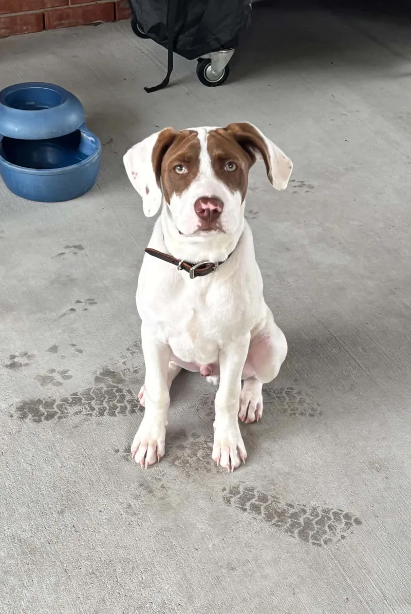 A baby medium-sized male Brown / Chocolate American Staffordshire Terrier dog named Benny for adoption in Humble, TX