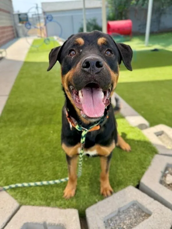 A young large-sized male Rottweiler dog named Chucky for adoption in Salt Lake City, UT