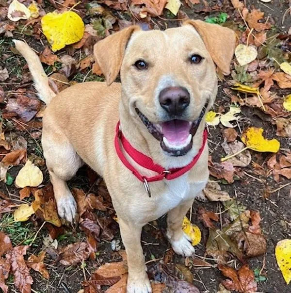 A young medium-sized male Mixed Breed dog named Reepicheep for adoption in Troutdale, OR