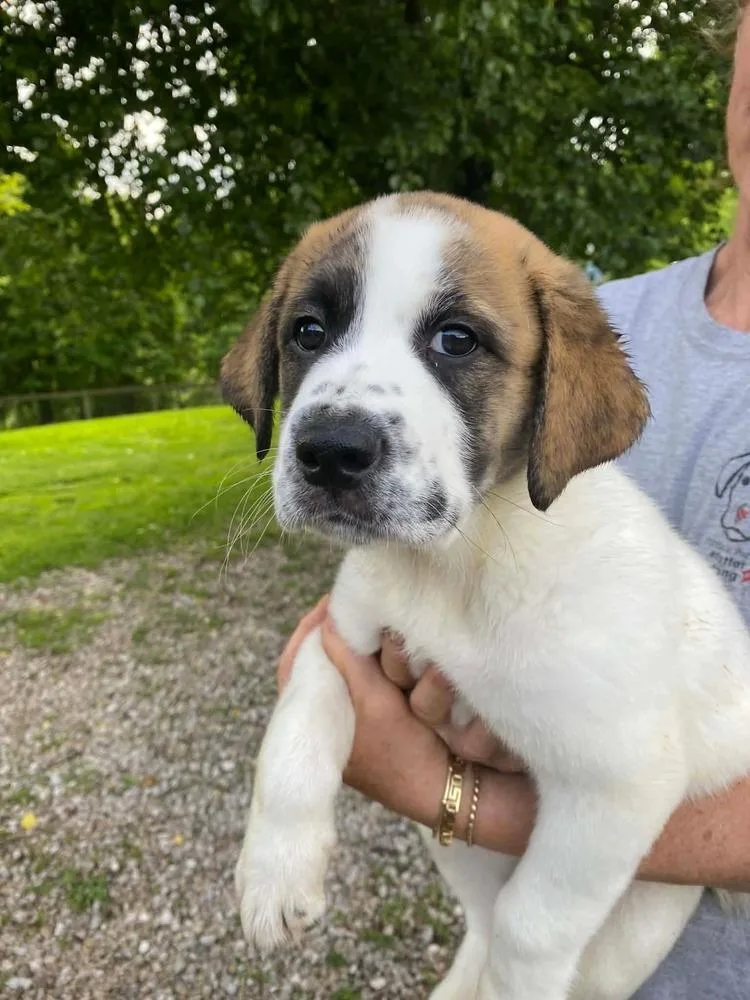 A baby large-sized male Tricolor (Brown, Black, & White) Great Pyrenees dog named Finn for adoption in Pottstown, PA