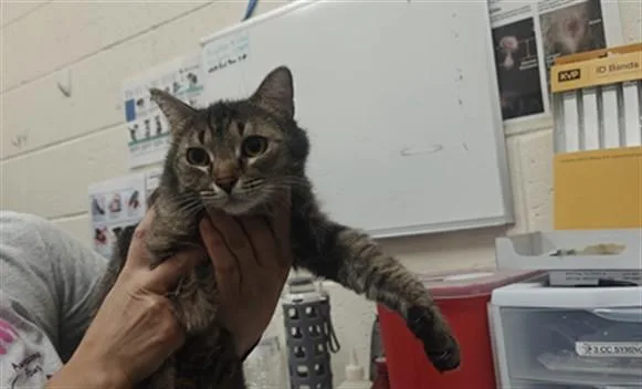 An adult medium-sized female Domestic Short Hair cat named Bella for adoption in Santa Fe, NM