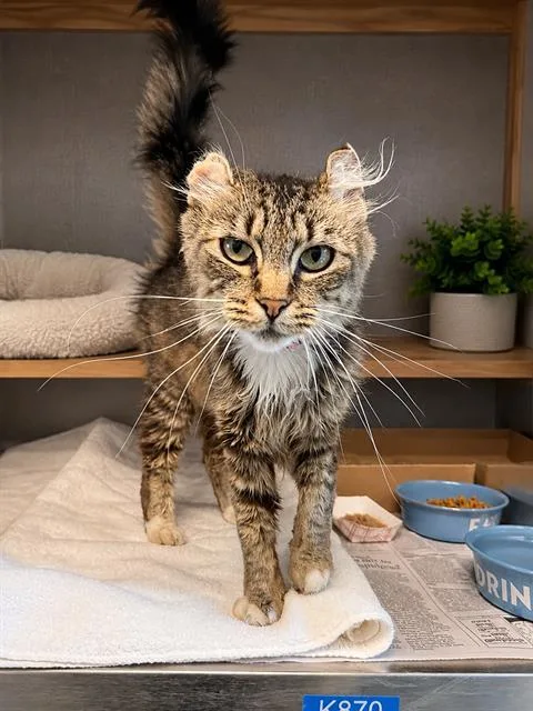 A young medium-sized female Domestic Long Hair cat named Sunday for adoption in Long Beach, CA