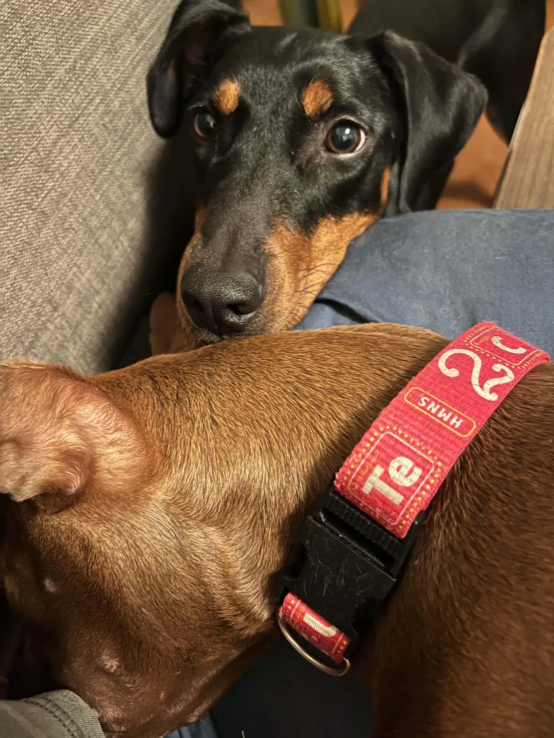 A young medium-sized female Black Doberman Pinscher dog named Pink Alani  Make for adoption in Pearland, TX