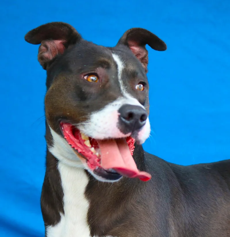 An adult medium-sized female Pit Bull Terrier dog named Nicki for adoption in Pasadena, CA