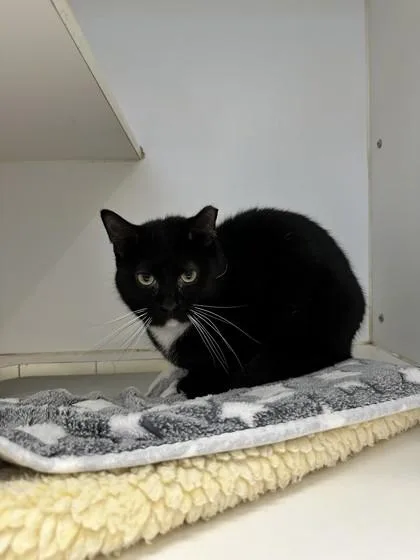 An adult medium-sized male Domestic Medium Hair cat named Fizzy for adoption in Palm Coast, FL