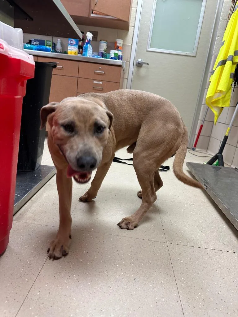 A young large-sized male Mixed Breed dog named Alvin for adoption in Bossier City, LA