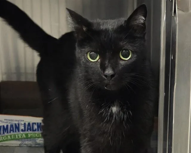 An adult medium-sized female Domestic Short Hair cat named Cleo for adoption in Olathe, KS