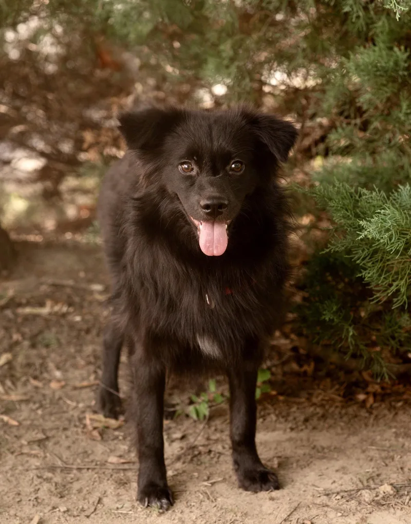 A baby small-sized female Pomeranian dog named Chi Chi for adoption in Southaven, MS