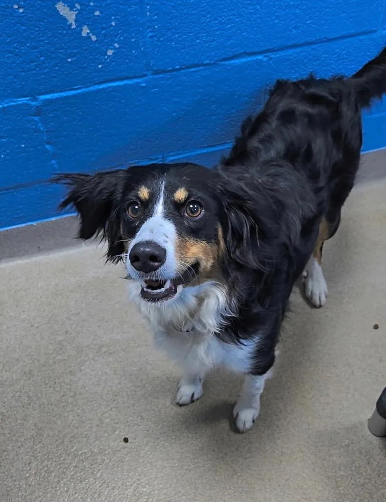 A young medium-sized female Australian Shepherd dog named Pupcake for adoption in New Manchester, WV