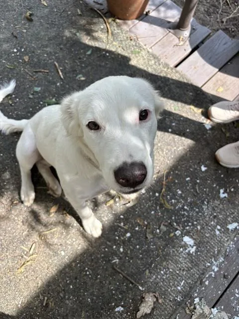 A young medium-sized female Border Collie dog named Heidi for adoption in Chester, SC