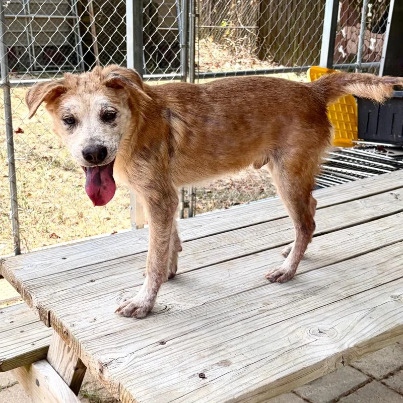 A young medium-sized male Yellow / Tan / Blond / Fawn Chow Chow dog named StarLord for adoption in Lake Jackson, TX
