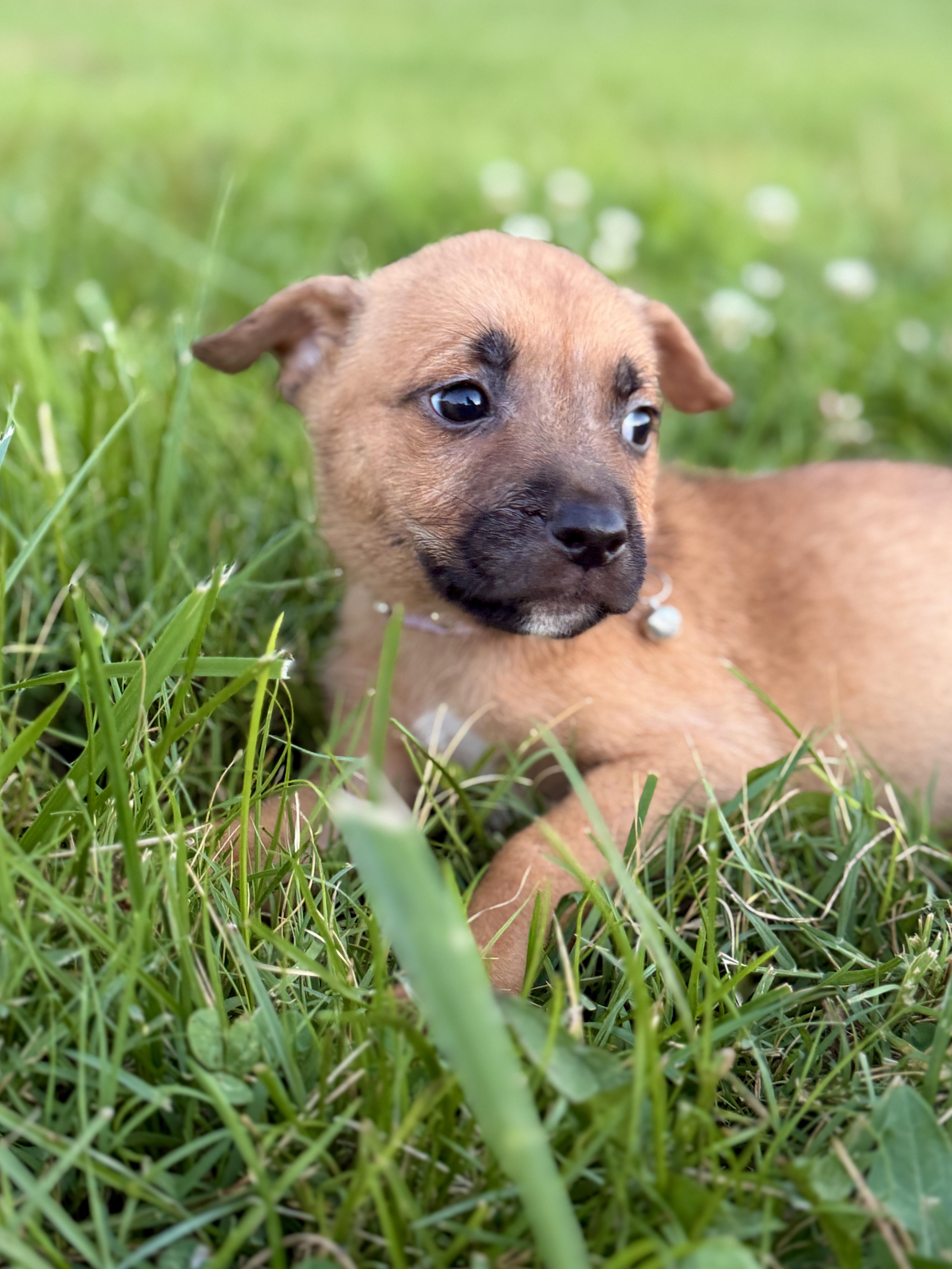 A baby small-sized female Tricolor (Brown, Black, & White) Mixed Breed dog named Orla for adoption in Gradyville, KY
