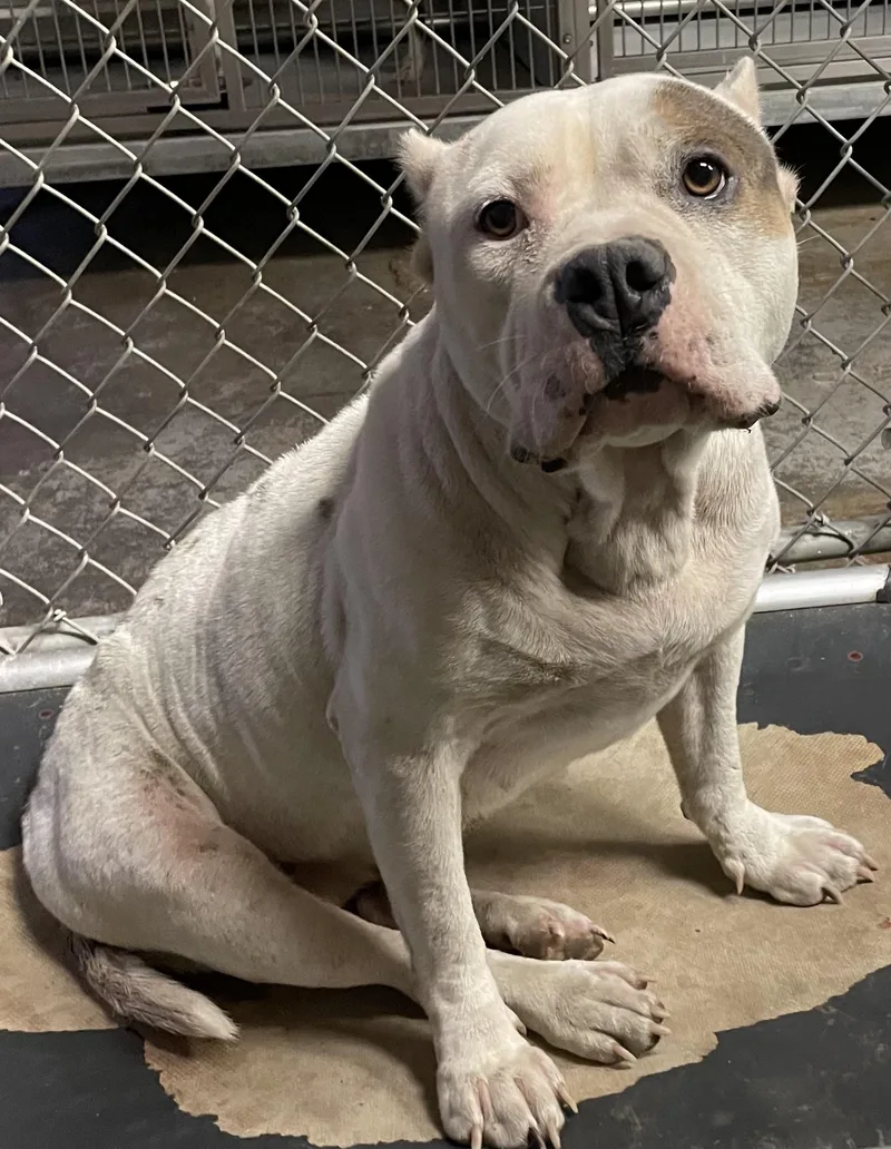 An adult medium-sized female American Bully dog named Dane HOLD for adoption in Canton, OH
