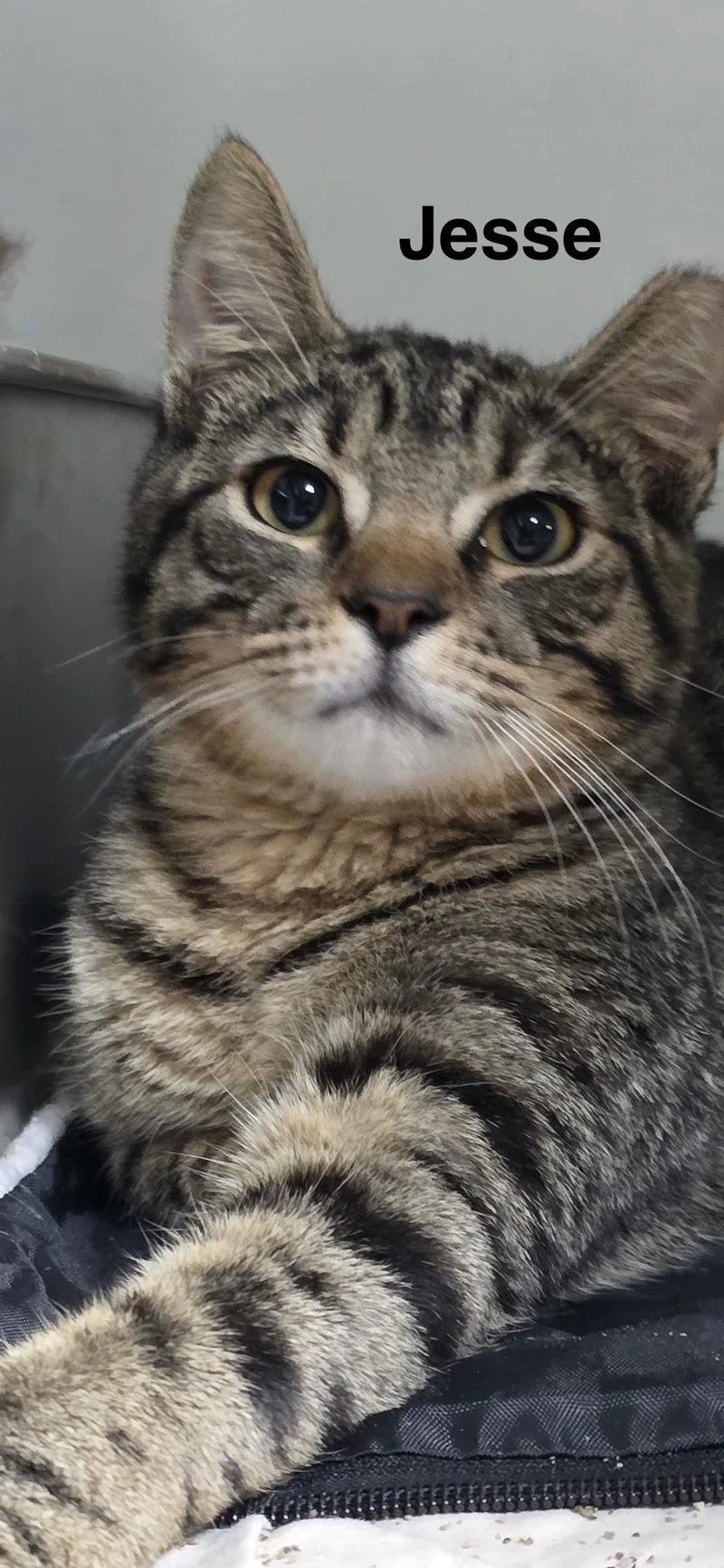 Jesse .. thumbnail 2