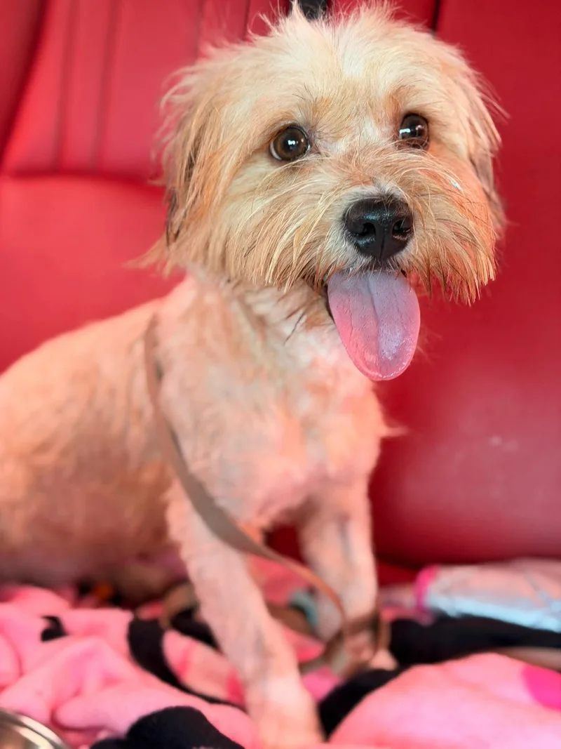 A young small-sized female Shih Tzu dog named Sasha for adoption in Carmel, NY