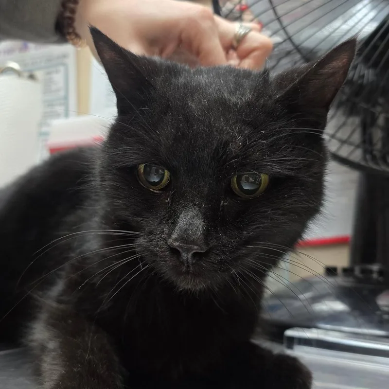 A senior small-sized female Black Domestic Medium Hair cat named Snail for adoption in Beckley, WV